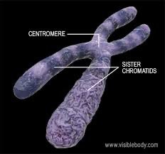 Chromosome with labeled centromere and sister chromatids
