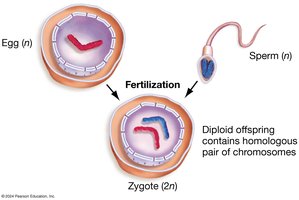 Fertilization restores a diploid set of chromosomes