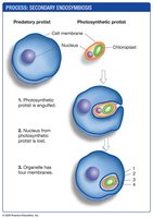 Secondary endosymbiosis leading to organelles with four membranes