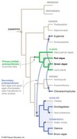 Phylogenetic tree showing spread of photosynthesis via primary and secondary endosymbiosis