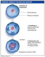 Origin of the nuclear envelope from plasma membrane infoldings