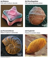 Diversity of hard outer coverings in protists