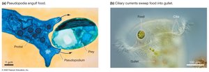 Ingestive feeding in protists: pseudopodia and ciliary currents