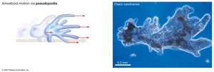 Amoeboid motion via pseudopodia