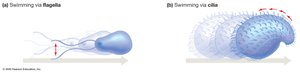 Swimming via flagella and cilia