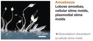 Amoebozoa: Dictyostelium discoideum, a cellular slime mold