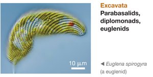 Excavata: Euglena spirogyra, a euglenid