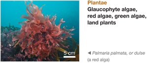 Plantae: Palmaria palmata, a red alga