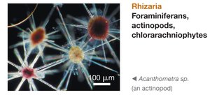 Rhizaria: Acanthometra sp., an actinopod