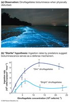 Alveolata: Noctiluca scintillans, a bioluminescent dinoflagellate
