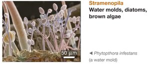 Stramenopila: Phytophthora infestans, a water mold