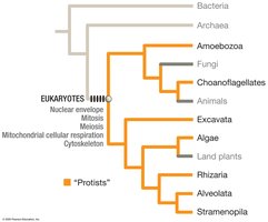 Phylogenetic tree showing eukaryotic relationships and the paraphyletic nature of protists