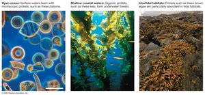 Protists in aquatic environments: open ocean, coastal waters, and intertidal habitats