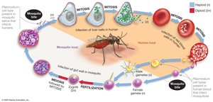 Life cycle of Plasmodium, the causative agent of malaria