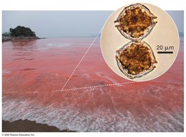 Harmful algal bloom caused by dinoflagellates