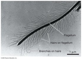 Stramenopile flagellum with distinctive hairs