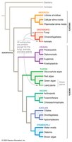 Phylogenetic tree of major eukaryotic lineages