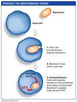 Steps in the evolution of mitochondria via endosymbiosis