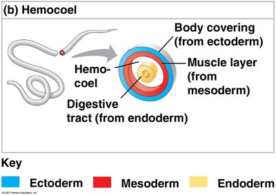 Diagram of a hemocoel showing ectoderm, mesoderm, and endoderm