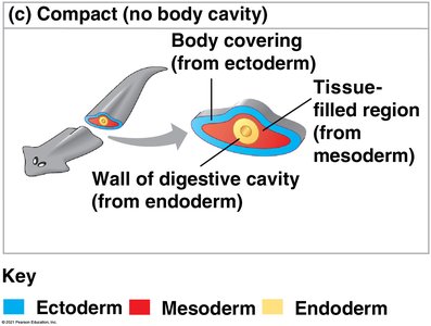 Diagram of an acoelomate (no body cavity)
