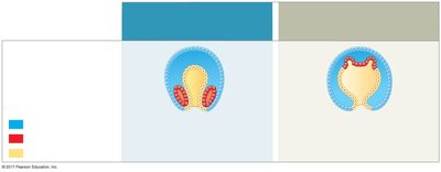 Coelom formation in protostomes and deuterostomes
