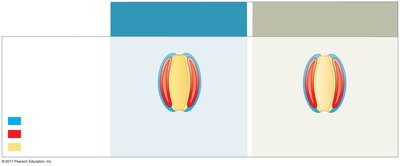 Fate of the blastopore in protostomes and deuterostomes
