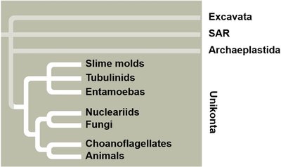 Phylogenetic tree of Unikonta showing relationships among slime molds, fungi, choanoflagellates, and animals