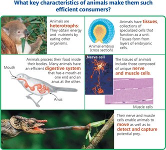 Key characteristics of animals: heterotrophy, tissues, digestive system, nerve and muscle cells, movement