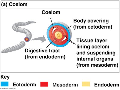 Diagram of a coelom showing ectoderm, mesoderm, and endoderm