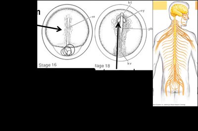 Development of the dorsal, hollow nerve cord