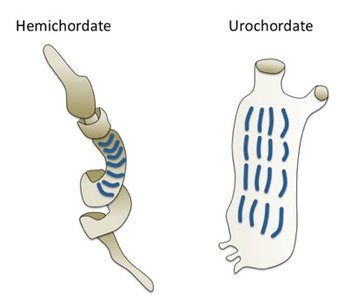 Pharyngeal slits in chordate embryos