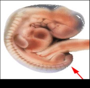 Post-anal tail in chordate embryo