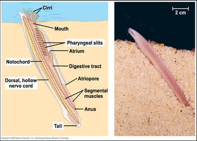 Lancelet anatomy and specimen