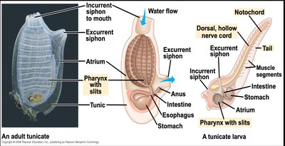 Tunicate anatomy and larval features