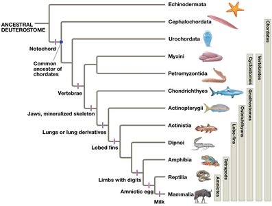 Chordate phylogeny and major evolutionary innovations