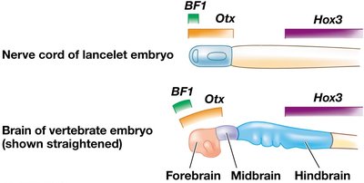 Expression of developmental genes in lancelets and vertebrates