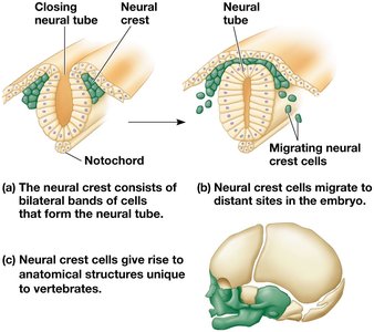 Neural crest development and migration