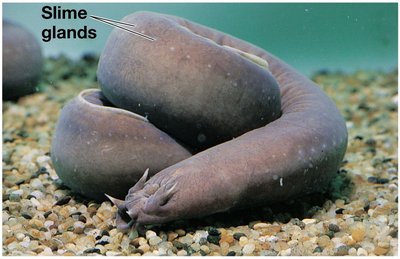 Hagfish with slime glands