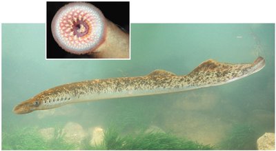 Sea lamprey and oral disk