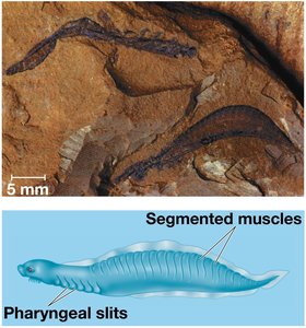 Fossil of an early chordate