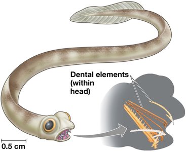 Conodont with dental elements