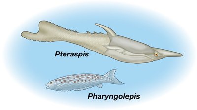 Jawless armored vertebrates