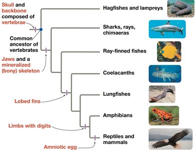 Vertebrate phylogeny highlighting evolutionary innovations