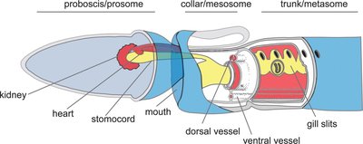Hemichordate anatomy diagram