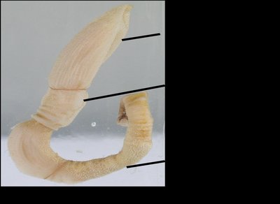 Hemichordate specimen showing body regions