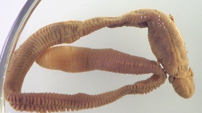 Acorn worm specimen