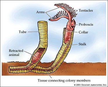 Colonial hemichordate diagram