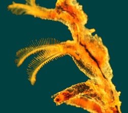 Colonial hemichordate specimen