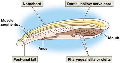 Chordate body plan highlighting key features