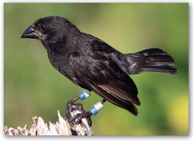 Hybrid speciation in Galapagos finches